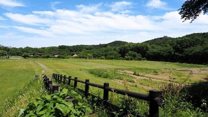 「小川の生きものさがし」事前調査