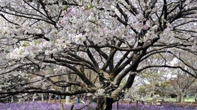 桜 満開?🌸