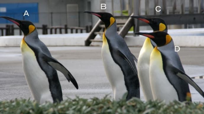 王様ペンギンのクチバシに個性