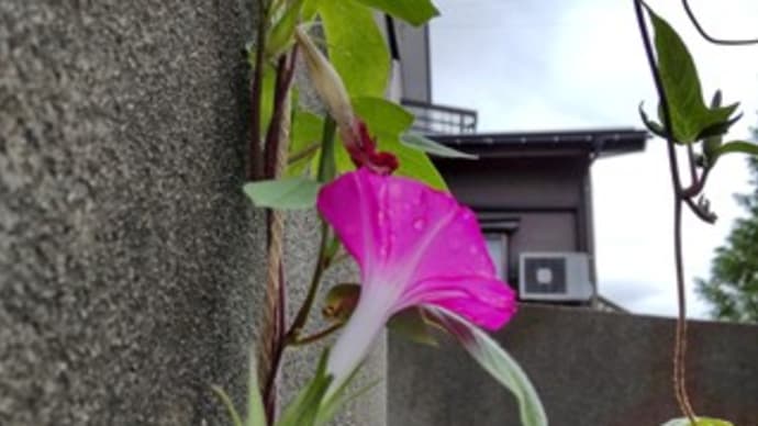 朝のラジオ体操