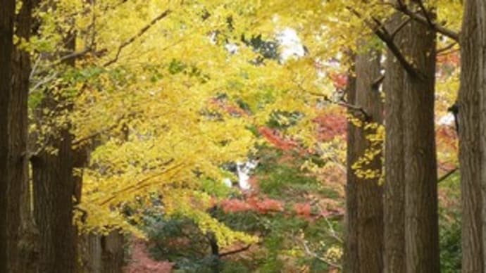 大田黒公園の秋色完成