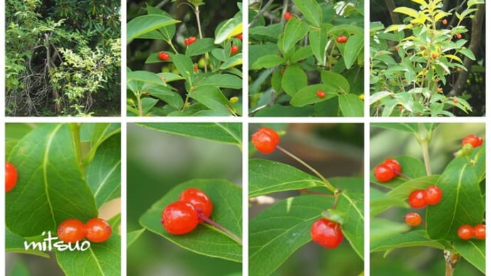 「紅花瓢箪木の実が生りました」 MY GARDEN 2024.07.16日撮影