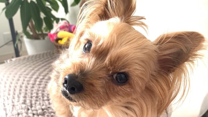 犬の白髪