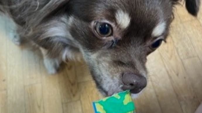 ルーモス ワンちゅーる