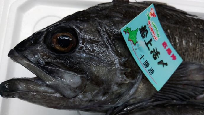 お刺身で！北海道の「活〆黒そい」「八角」「真さば（ルイベ）」「かわはぎ（ウマヅラハギ）」！！刺身と手作り干物の専門店「発寒かねしげ鮮魚店」。