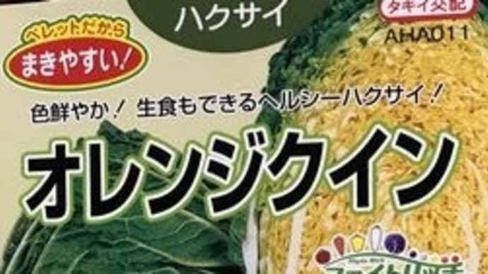 ハクサイの発芽と播種