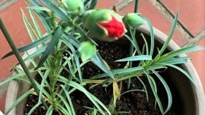 寒さが緩んだ日があったから?「植木」順調に成長中(越冬カーネーション・ブルーベリー・クレマチス・種から金柑)1鉢だけ不安(^^)