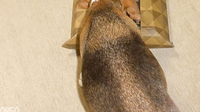 【オレオとクッキーのクンクンチェック】