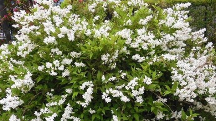 街歩きの木々の花