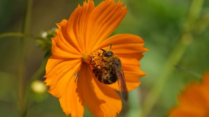 キバナコスモスに蜂