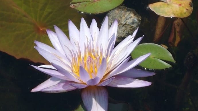 青い睡蓮~三原村・星ヶ丘公園