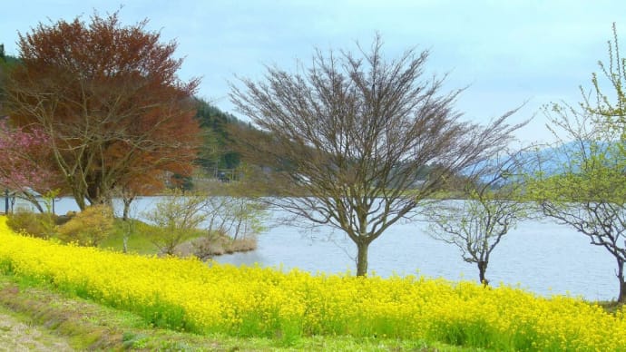 春の北安曇･･･仁科三湖･･･木崎湖は･･･菜の花の海