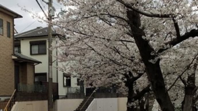 桜が咲いている。　松美ヶ丘桜通り　　　2024年4月5日　曇り