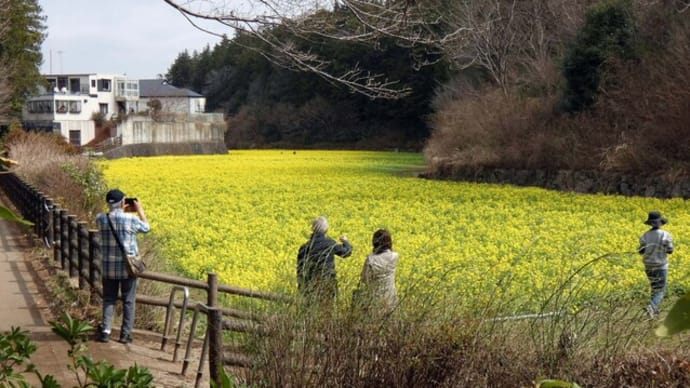 ・ 追分市民の森 菜の花見頃 & 新緑のウグイスカグラ (2022/03/16)