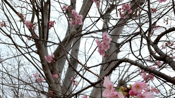 公園の桜🌸