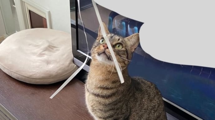 紐が大好き!