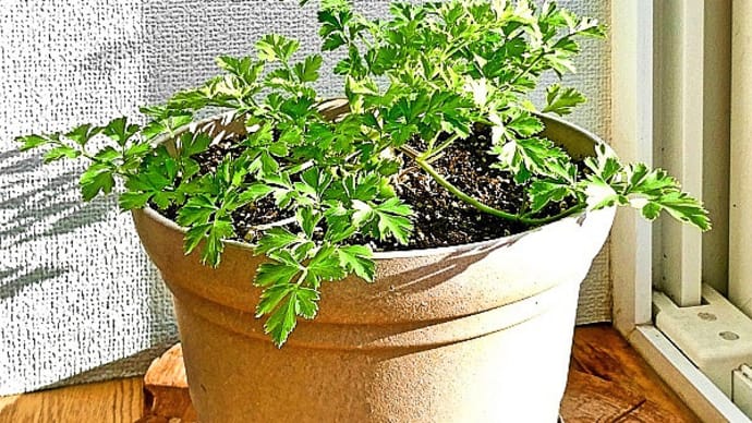 昨年春に播種し４号鉢で育てていたイタリアンパセリが、寝室の出窓で越冬しました