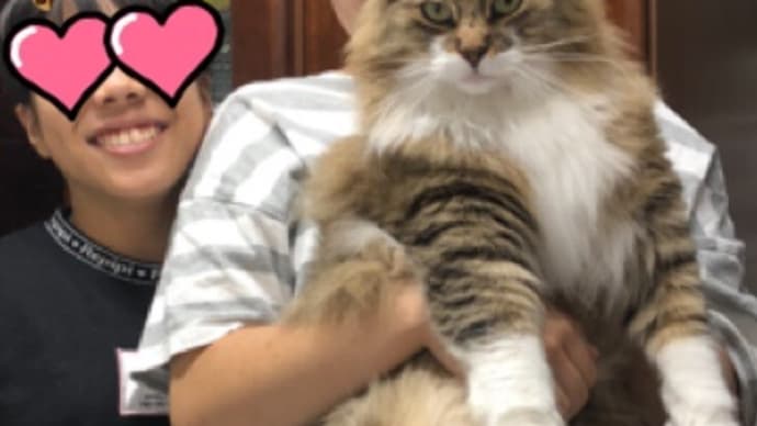 6歳のラム君