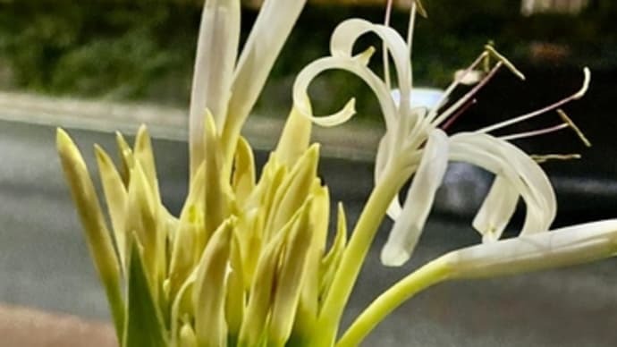 ハマユウ(Crinum asiaticum)