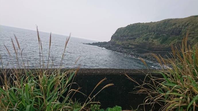 藍ケ江の海。✨☁️3月26日(日) 海猫さん。ヒメキランソウ💜