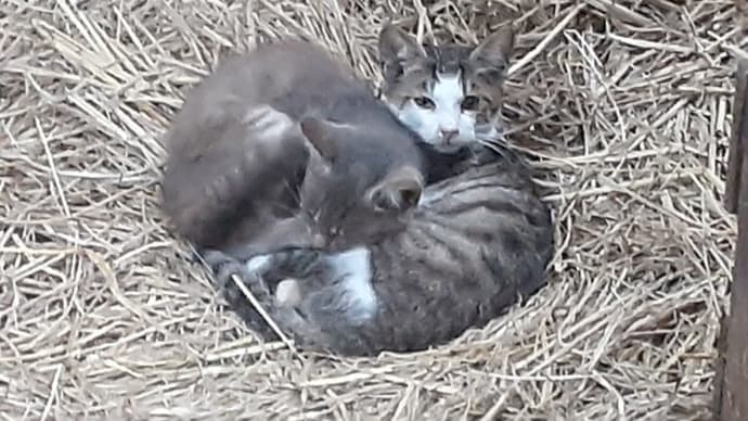 口から食べたい