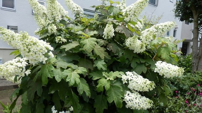 白い花群れ咲く中に白い網（近所の団地）