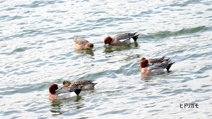 02/20探鳥記録写真:遠賀川河口の鳥たち(ミサゴ、イソシギ、ヒドリガモ、マガモ、ウミネコ、)
