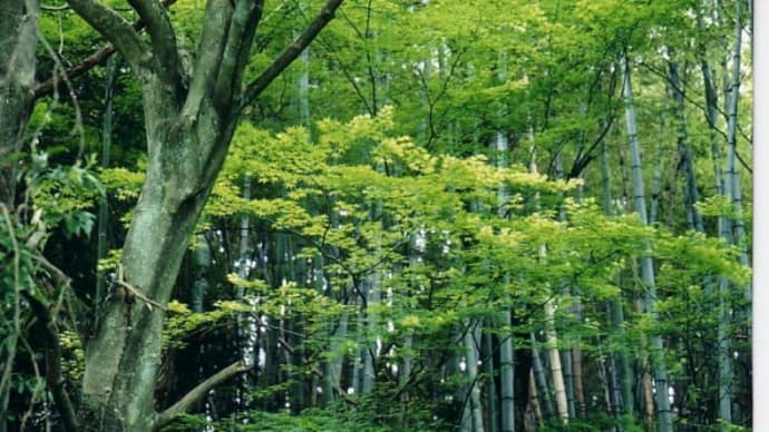 緑の美しい季節　　　　　　 （'１０年５月の自分史）