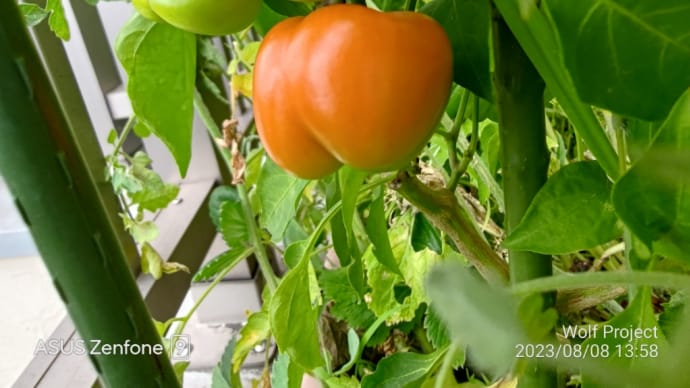 🚿今日の屋上菜園①8/8(火)👀🌱