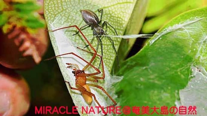 アシナガコマチグモ
