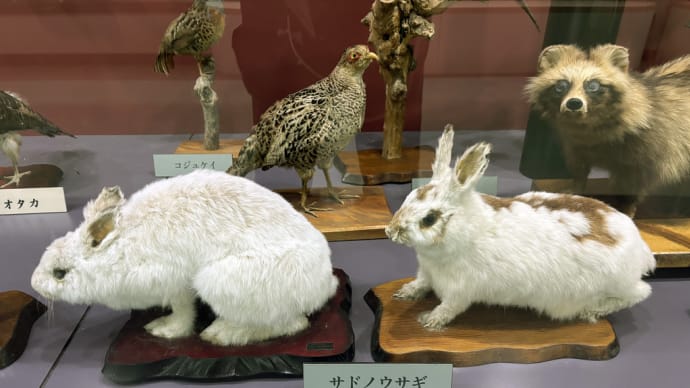 サドノウサギ