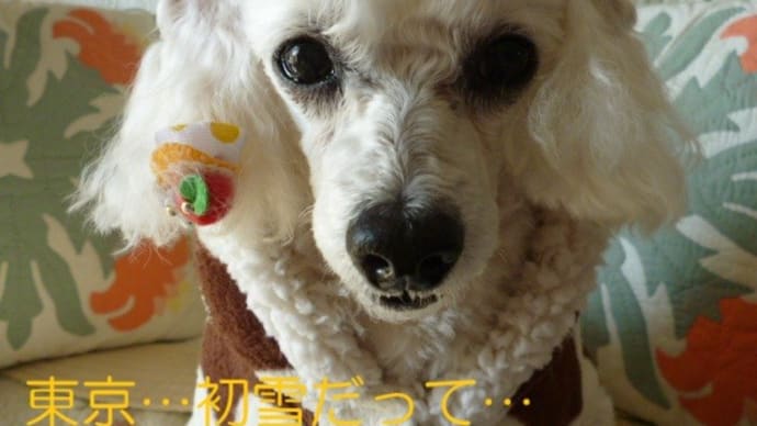 東京や横浜などで初雪の観測~ (ノ゚ο゚)ノ ミスディオールのハンドクリームを買った♪