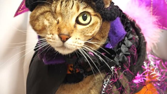 ハロウィン苺・林檎 第2弾です
