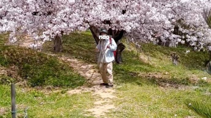 垣生山(はぶやま)展望台、お花見4
