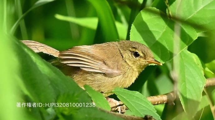里山の生き物たち