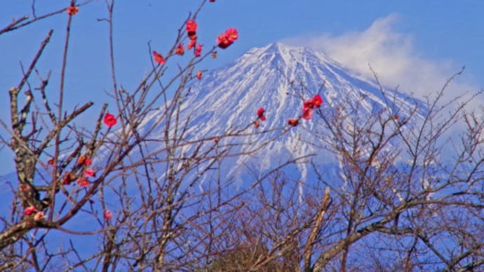 日本平梅園 梅と富士山(2022/2/1)