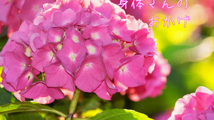 身体さんのおかげ