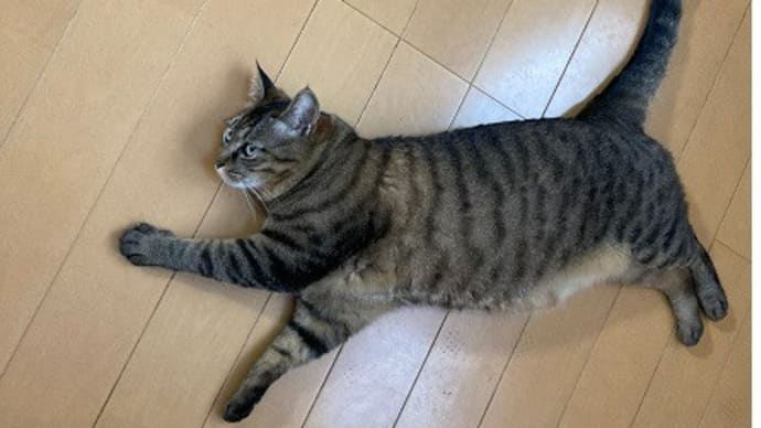 犬と猫の暮らしは三郷和裁1,3クラスは博多献上仕立て上がり~♪