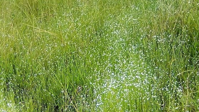 シラタマホシクサ：楓池で花が見頃
