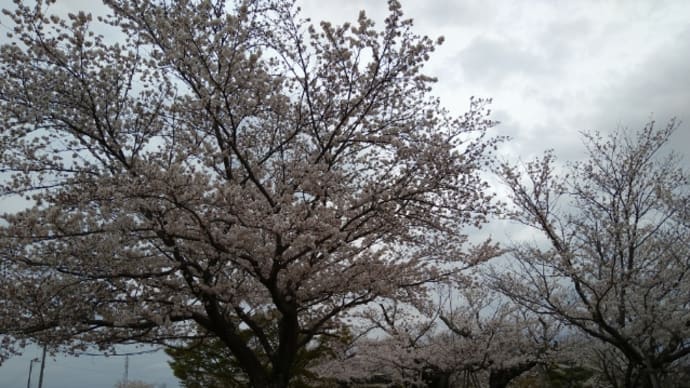 泣くな研修医（中山裕次郎）他