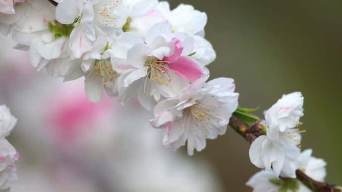 花桃・桜草、それぞれのピンク
