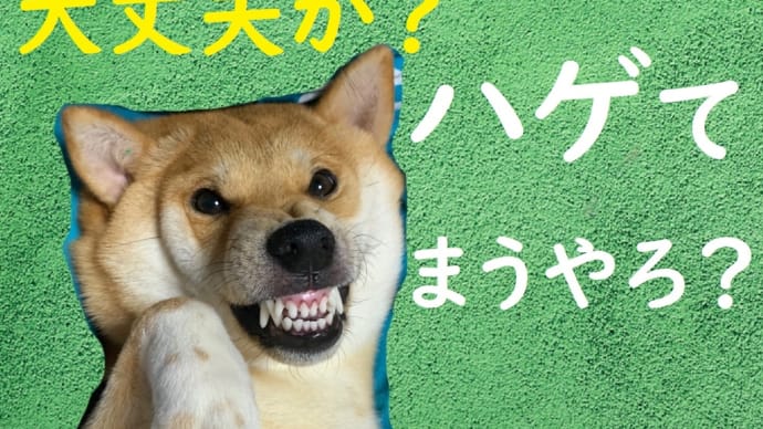 柴犬こむぎ 初めてのファーミネーターで少し不安になる