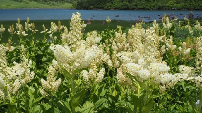 梅雨明けて...一切経山(2021.7.18)#2 鎌沼のコバイケイソウ群落