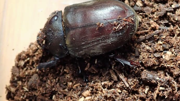 カブトムシ飼育 <幼 虫~羽 化>