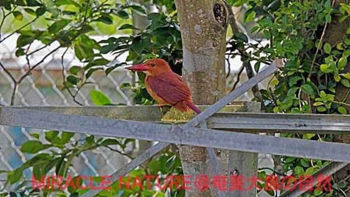 今年も会社の敷地に飛来:リュウキュウアカショウビン