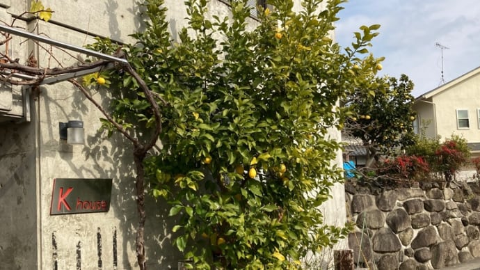 たわわに実った檸檬の樹