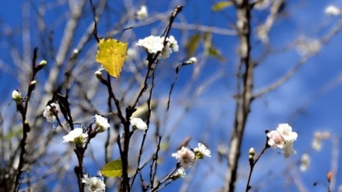 テニスコートのまわりに咲く「ジュウガツザクラ」と紅葉、いい感じでちょっと不思議な風景