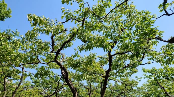 2022・5・4 昼飯は、横浜市こども植物園で崎陽軒の松花堂弁当と松むらの柏餅