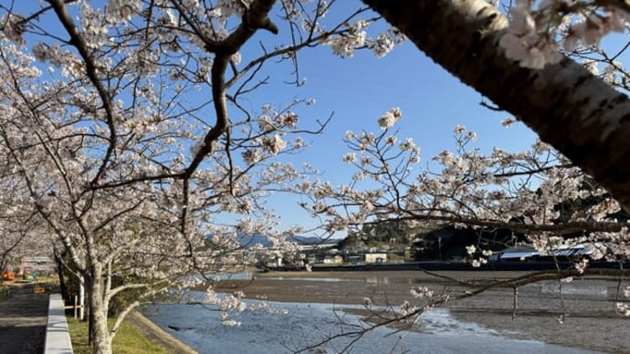 湯浦川の桜