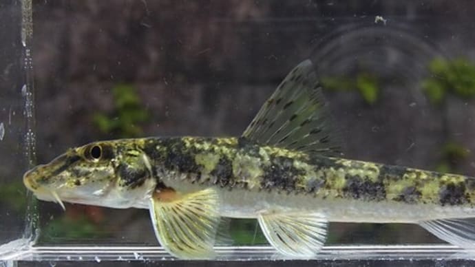 カマツカを見比べる:夕暮れLED照明撮影チャレンジⅧ